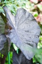 colocasia black ripple , Colocasia or black Colocasia plant and Colocasia esculenta or colocasia black coral and rain drop