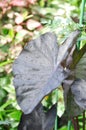 colocasia black ripple , Colocasia or black Colocasia plant and Colocasia esculenta or colocasia black coral and rain drop