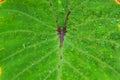Colocasia black widow texture