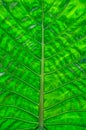 Colocasia esculenta leaf