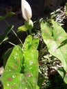 Colocasia esculenta, Prodect in assam grownd.