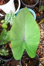 Colocasia esculenta Schott,Black Magic,Araceae , Taro Black Magic, Black Elephant Ears Plant, Elephant Ears Black Magic Royalty Free Stock Photo