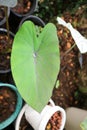 Colocasia esculenta Schott,Black Magic,Araceae , Taro Black Magic, Black Elephant Ears Plant, Elephant Ears Black Magic Royalty Free Stock Photo