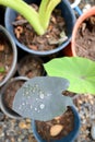 Colocasia esculenta Schott,Black Magic,Araceae , Taro Black Magic, Black Elephant Ears Plant, Elephant Ears Black Magic Royalty Free Stock Photo