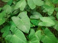 Colocasia esculenta or taro plants.