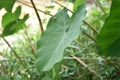 Colocasia esculenta is a tropical plant grown primarily for its edible corms, commonly known as taro Royalty Free Stock Photo