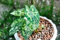 Colocasia Hilo Beauty, Alocasia Hilo or Caladium Hilo Beauty or caladium bicolor