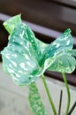 Colocasia Hilo Beauty, Alocasia Hilo