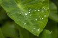 `The Colocasia leaf elephant-ear taro cocoyam dasheen Fresh water drops on a green colocasia esculenta leaf Aquatilis and drops of