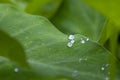 `The Colocasia leaf elephant-ear taro cocoyam dasheen Fresh water drops on a green colocasia esculenta leaf Aquatilis and drops of Royalty Free Stock Photo