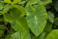 `The Colocasia leaf elephant-ear taro cocoyam dasheen Fresh water drops on a green colocasia esculenta leaf Aquatilis and drops of Royalty Free Stock Photo