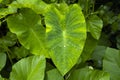 `The Colocasia leaf elephant-ear taro cocoyam dasheen Fresh water drops on a green colocasia esculenta leaf Aquatilis and drops of Royalty Free Stock Photo