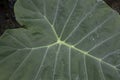 The Colocasia leaf elephant-ear taro cocoyam dasheen Fresh