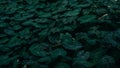 The Colocasia leaf elephant-ear taro cocoyam dasheen Fresh water drops on a green colocasia esculenta leaf Aquatilis and drops of Royalty Free Stock Photo