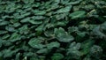 The Colocasia leaf elephant-ear taro cocoyam dasheen Fresh water drops on a green colocasia esculenta leaf Aquatilis and drops of Royalty Free Stock Photo