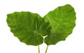 Colocasia leaf, Large green foliage also called Night-scented Lily or giant upright elephant ear isolated on white background Royalty Free Stock Photo