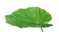 Colocasia leaf, Large green foliage also called Night-scented Lily or giant upright elephant ear isolated on white background. Royalty Free Stock Photo