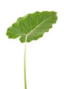 Colocasia leaf, Large green foliage also called Night-scented Lily or giant upright elephant ear isolated on white background, Royalty Free Stock Photo