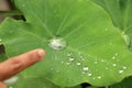 Colocasia leaf, plant, water drops on leaf, after shower Royalty Free Stock Photo