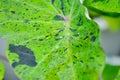 Colocasia Mojito , mohito or Colocasia esculenta Mojito or elephant ears plant or bicolor colocasia or black and green leaf or Royalty Free Stock Photo