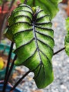 Colocasia pharoah`s mask