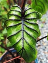 Colocasia pharoah`s mask