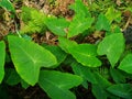 Colocasia plant, Elephant ear, Cocoyam, Dasheen, Eddoe, Japanese taro and fern Royalty Free Stock Photo