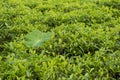 Colocasia plant in between tea plantation with some parts in focus