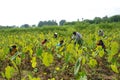 Colocasia plantation growing in the fields in India