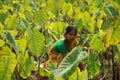 Colocasia plantation growing in the fields in India