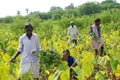 Colocasia plantation growing in the fields in India