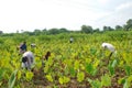 Colocasia plantation growing in the fields in India