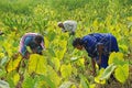 Colocasia plantation growing in the fields in India