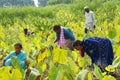 Colocasia plantation growing in the fields in India