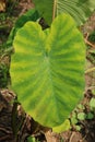 Colocasia plantation growing in the fields in India