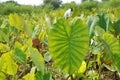 Colocasia plantation growing in the fields in India