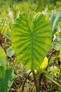 Colocasia plantation growing in the fields in India