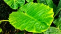 Colocasiav Gigantea - Giant Elephant Ear