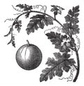 Colocynth or Bitter Apple or Bitter Cucumber or Egusi or Vine of Sodom or Citrullus colocynthis vintage engraving