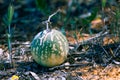 Colocynth melon - poisonous fruit.