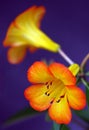 Coloful Ground Roadside Flower