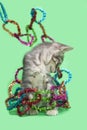 Gray tabby kitten playing with christmas decoration Royalty Free Stock Photo