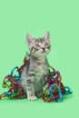 Gray tabby kitten playing with tangled in christmas decoration Royalty Free Stock Photo