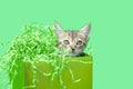 Kitten inside a green birthday box Royalty Free Stock Photo