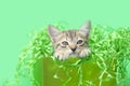 Close up of Kitten inside a green birthday box Royalty Free Stock Photo