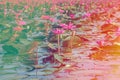 Coloful lotus in lake at thale noi Royalty Free Stock Photo