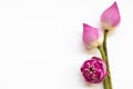Coloful pink flowers lotus arrangement flat lay postcard style on background white