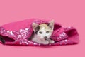 Calico kitten laying inside pink sequined blanket