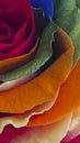 Colorful Rose background. Macro texture of colorful flower petals. Royalty Free Stock Photo