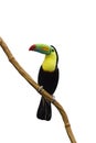 Coloful tucan